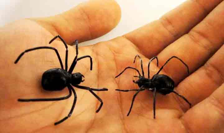 درمان ترس از عنکبوت با غرقه سازی ، ذهن نو