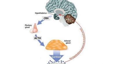 هورمون کورتیزول (هورمون استرس) چه تاثیری بر بدن دارد
