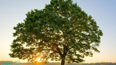 تعبیر خواب درخت چیست