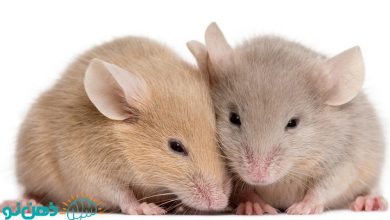 تعبیر خواب موش و یا گرفتن موش چیست