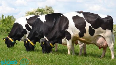 تعبیر خواب گاو چیست