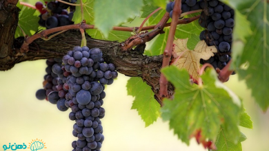تعبیر خواب انگور از معبران بزرگ
