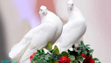تعبیر خواب کبوتر سفید و سیاه