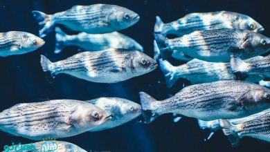 تعبیر خواب ماهی چیست