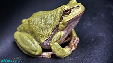 تعبیر خواب قورباغه