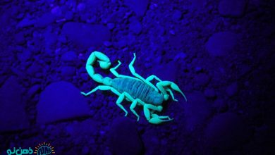 تعبیر خواب عقرب