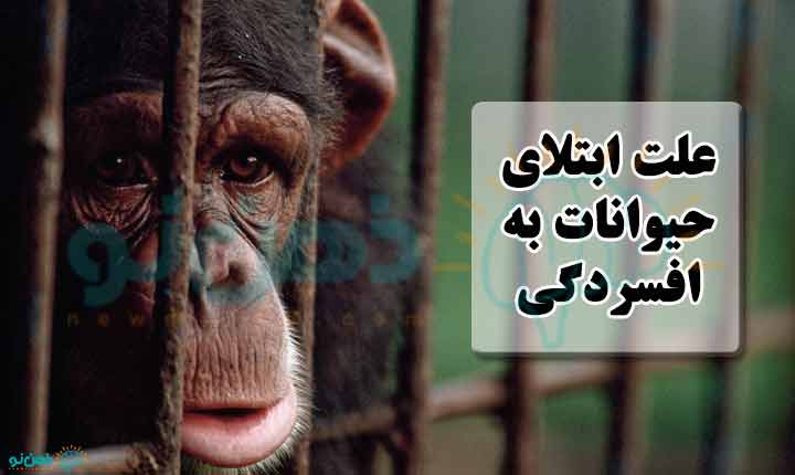 علت افسردگی حیوانات
