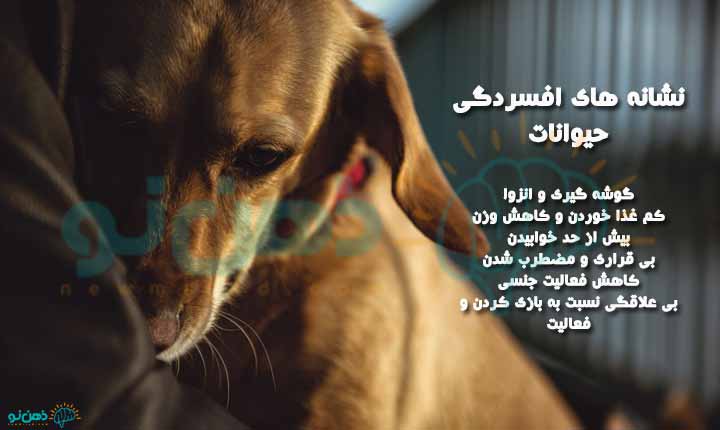 نشانه های افسردگی حیوانات