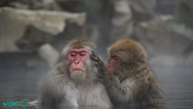 تعبیر خواب میمون در رنگ و حالت های مختلف