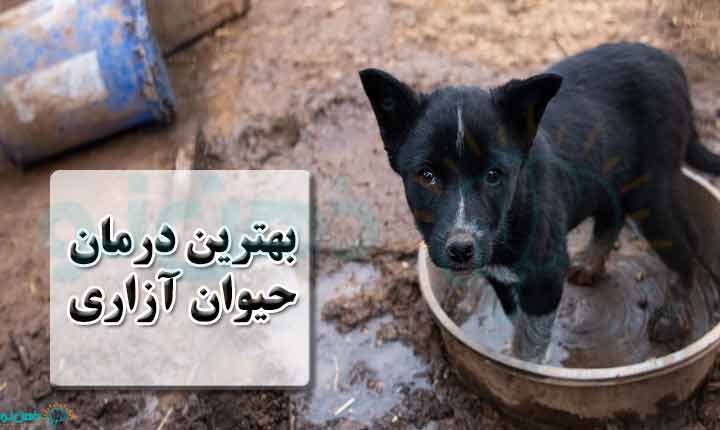 درمان حیوان آزاری