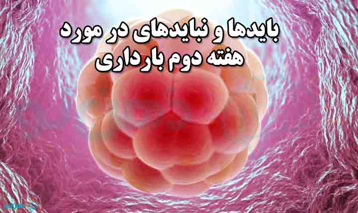 نکات هفته دوم بارداری