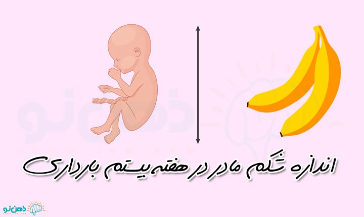 اندازه شکم مادر در هفته بیستم بارداری