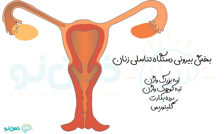 بخش بیرونی دستگاه تناسلی زنان