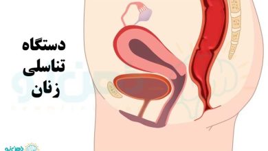 دستگاه تناسلی زنان