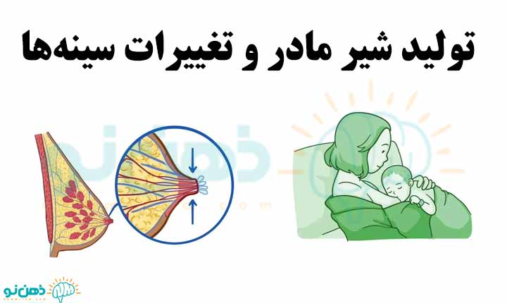تولید شیر مادر و تغییرات سینه‌ها