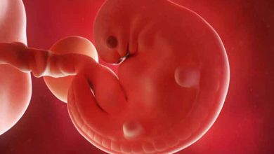 هفته ششم بارداری