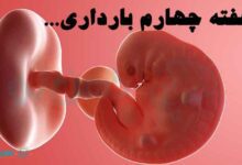 هفته چهارم بارداری