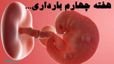 هفته چهارم بارداری