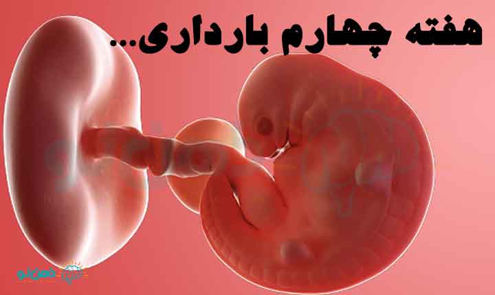 هفته چهارم بارداری