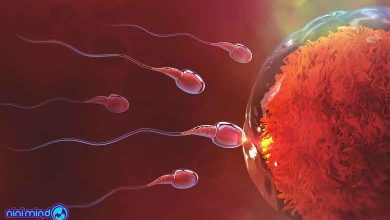 احتمال بارداری در چه روزهایی صفر است