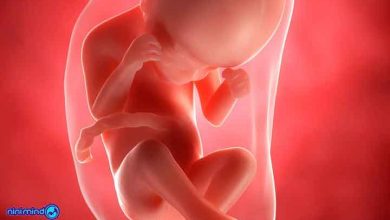 هفته بیست و چهارم بارداری