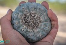 ماده مخدر پیوت | نشانه ها و طریقه مصرف پیوت