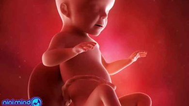 هفته بیست و ششم بارداری