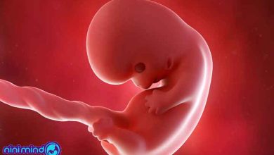 هفته هشتم بارداری