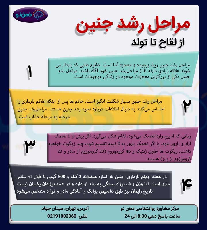 مراحل رشد جنین