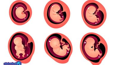 مراحل رشد جنین | رشد جنین هفته به هفته از لقاح تا تولد