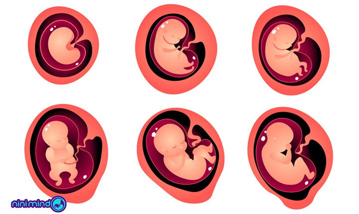مراحل رشد جنین | رشد جنین هفته به هفته از لقاح تا تولد