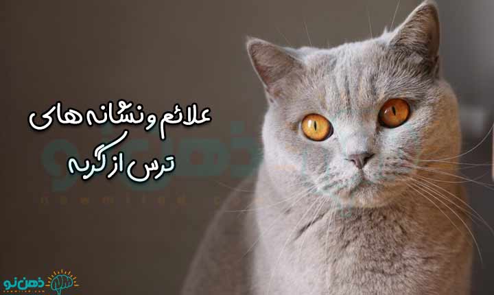 نشانه های ترس از گربه