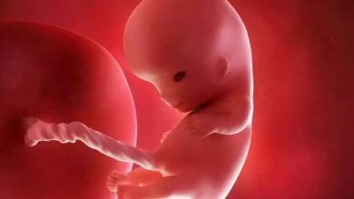 هفته دهم بارداری جنین