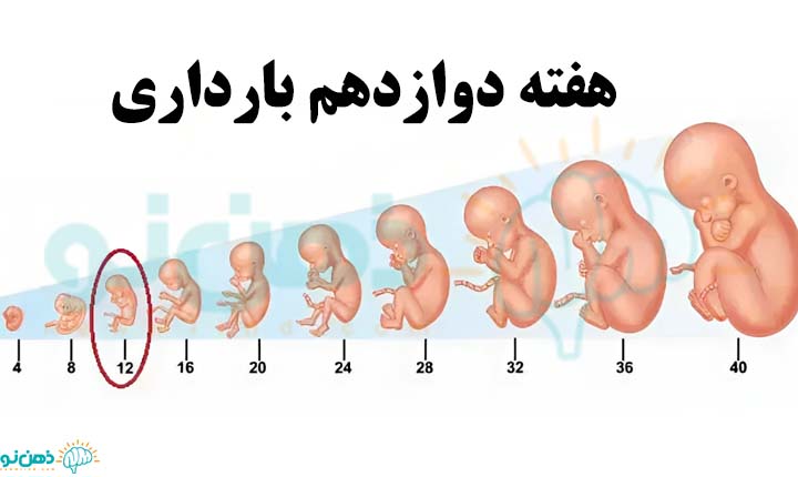 شرایط هفته دوازدهم بارداری
