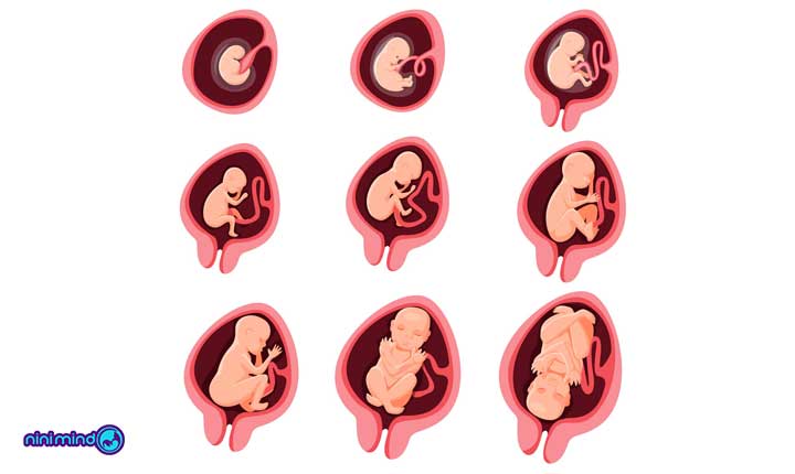 مراحل تشکیل جنین | لقاح و شکل گیری جنین