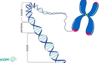 نقش ژن ها در بدن | ژن چیست و از چه ساخته شده