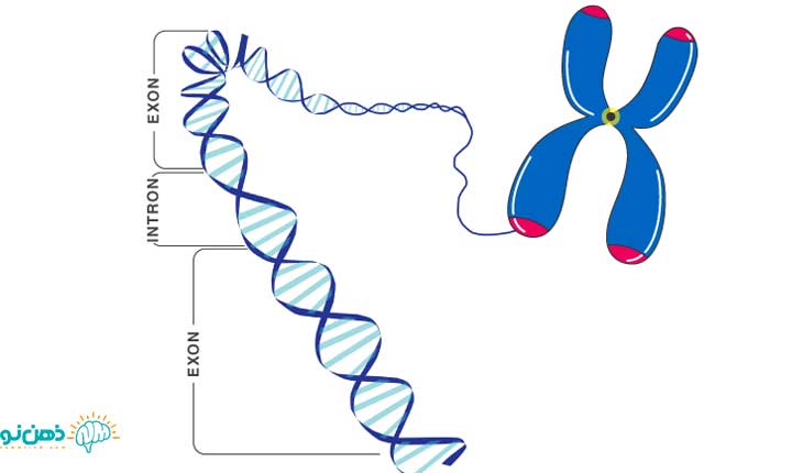 نقش ژن ها در بدن | ژن چیست و از چه ساخته شده