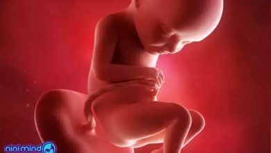 هفته سی و دوم بارداری