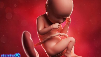 هفته سی و هفتم بارداری