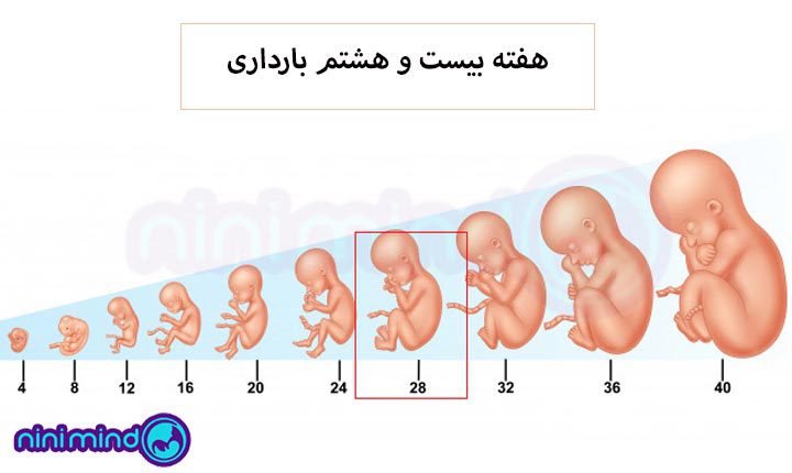 مراحل-هفته-بیست-و-هشتم-بارداری