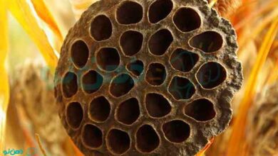 ترایپوفوبیا