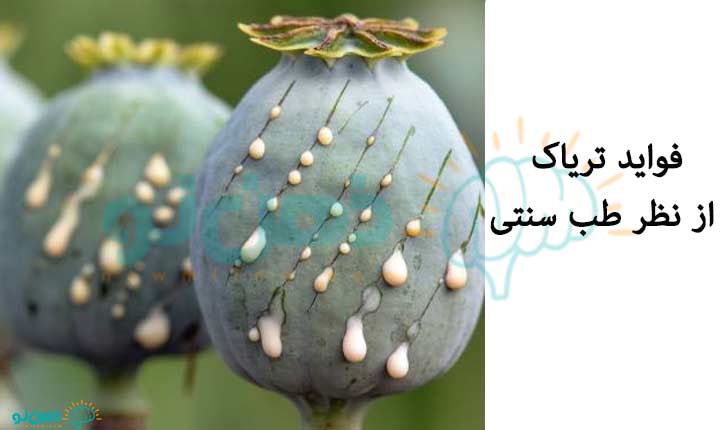 فواید-تریاک-از-نظر-طب-سنتی