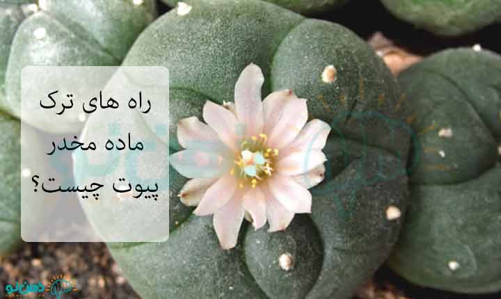 ترک ماده مخدر پیوت