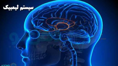 سیستم لیمبیک