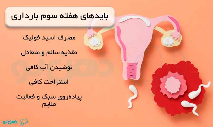 بایدها در هفته سوم بارداری