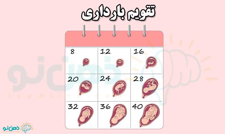 تقویم بارداری