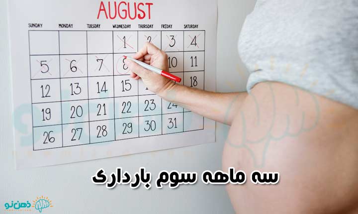 سه ماهه سوم در تقویم بارداری